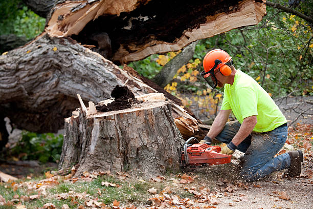 The Steps Involved in Our Tree Care Process in Ninety Six, SC